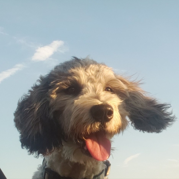 LIVE Show Listing - Picture 9 of 10